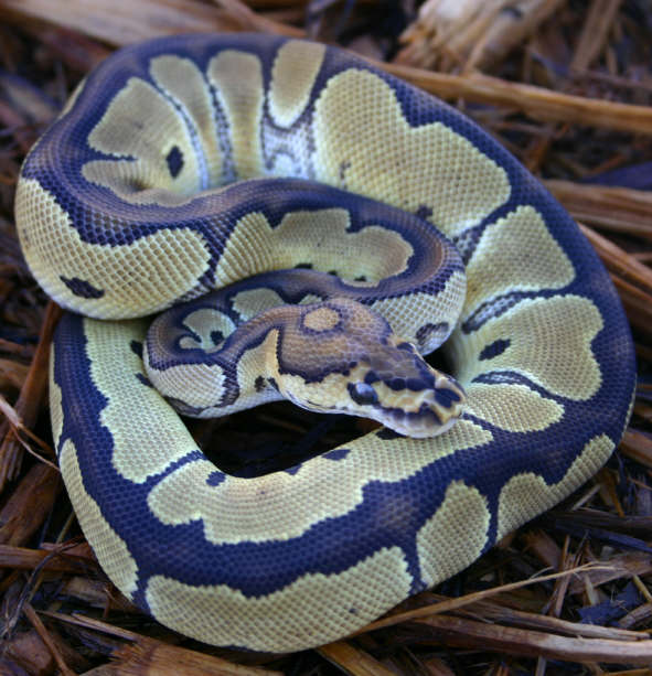 Male Clown