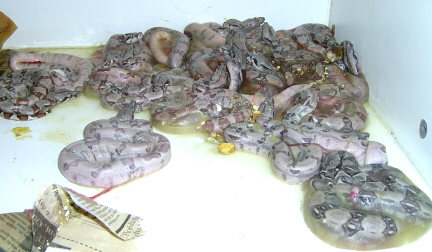 2004 Ghost Litter