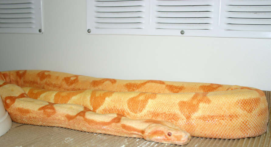Adult Sunglow