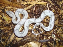 Possible Dominant Ghost