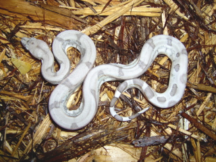 Possible Dominant Ghost