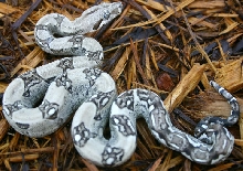 Anery Het Sharp Albino Body