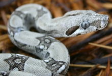 Anery Het Sharp Albino Face