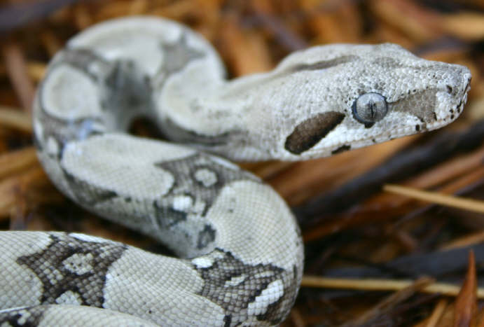 Anery Het Sharp Albino Face