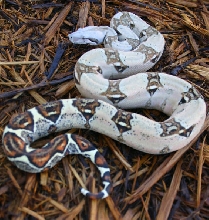 Colombian Het T Positive Albino