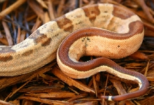 Hotley Tail