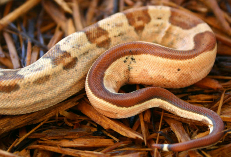 Hotley Tail