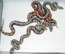 Hypo Jungle Monstertails