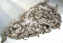 Bolivian Silverback Litter