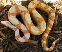 Sharp Sunglow- Full Body
