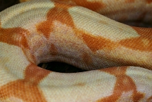 Sharp Sunglow- Side