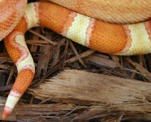 Sharp Sunglow- Tail Tip