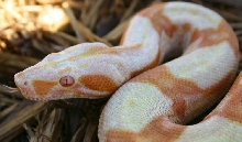 Sharp Sunglow- Anterior View