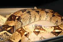 Possible Het T  Ovulation