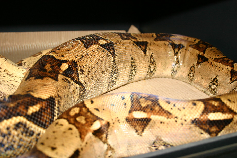 Possible Het T  Ovulation