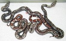 Jungles het VPI T 