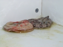 Reverse Stripe Hypo