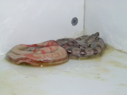 Reverse Stripe Hypo