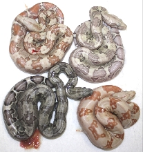 VPI Color Palette