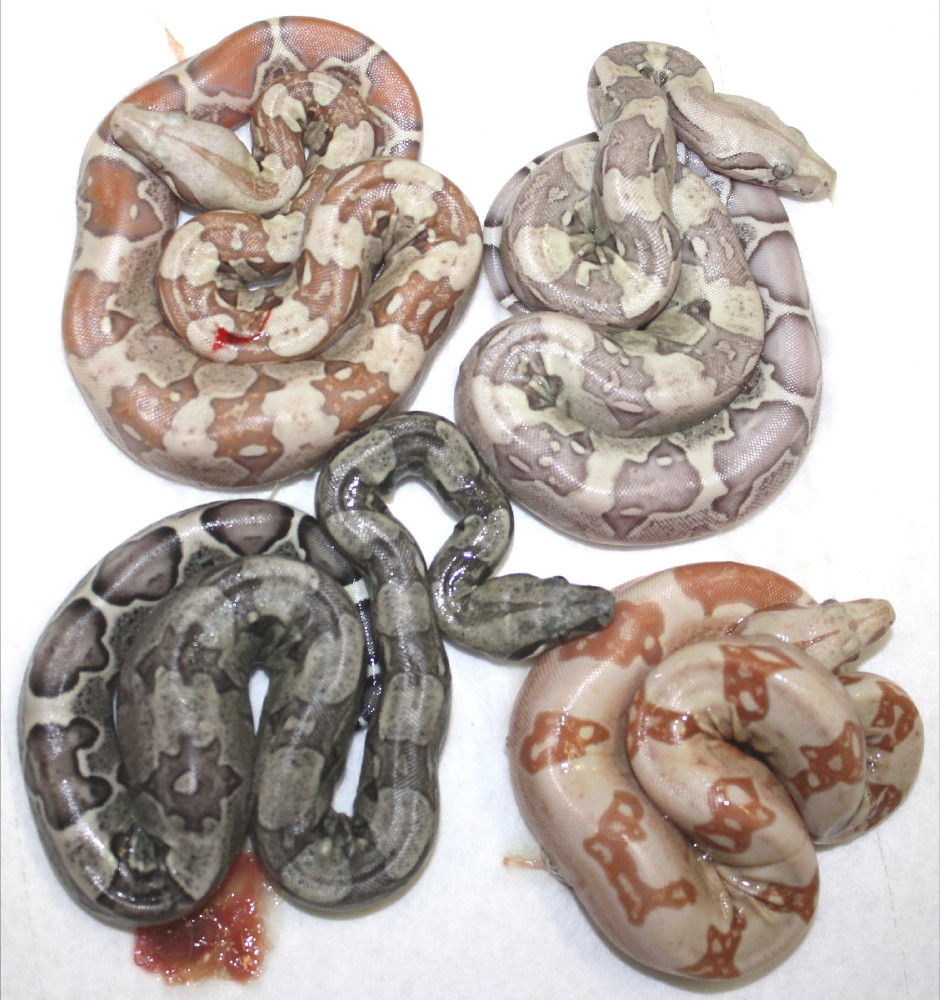 VPI Color Palette