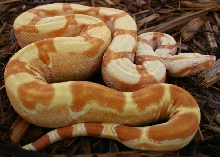 '05 Holdback Sunglow