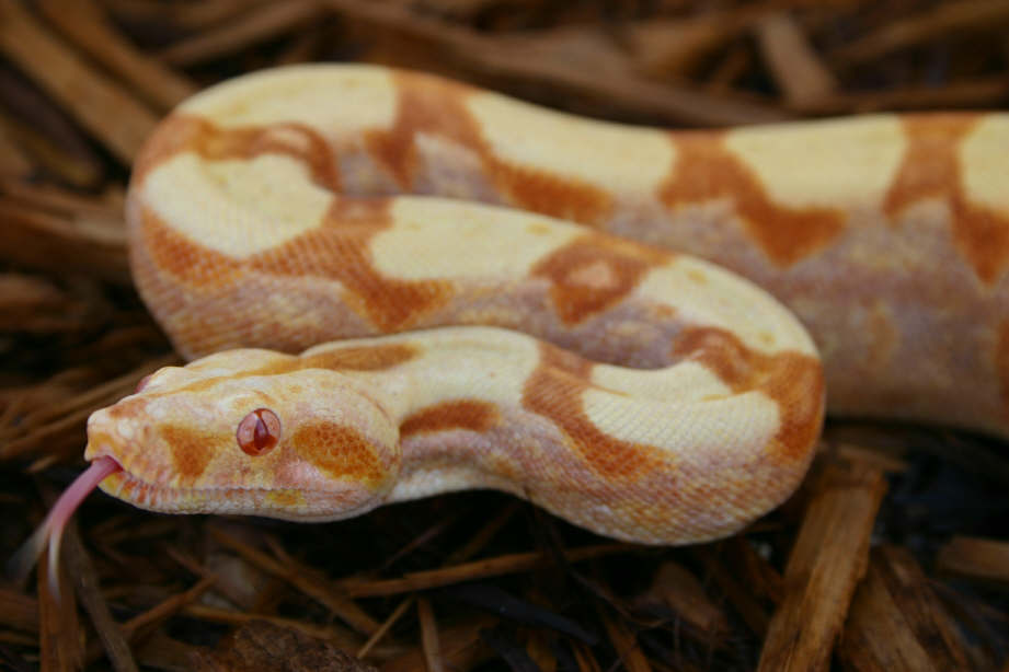'05 Holdback Sunglow Face