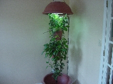 Frodo's Chameleon Canopy
