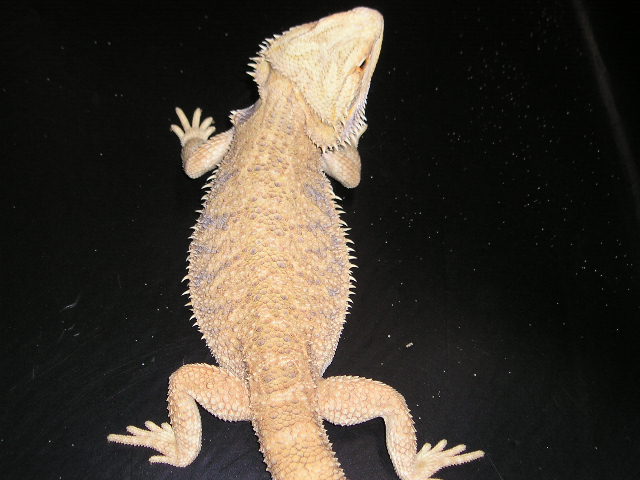 RED FEMALE