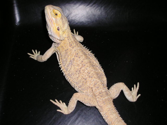 RED FEMALE