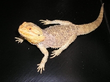 RED MALE