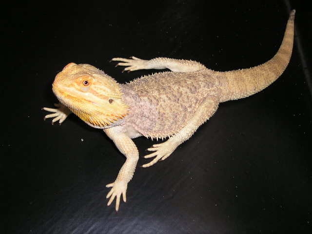 RED MALE