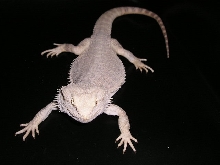 Het Leucistic