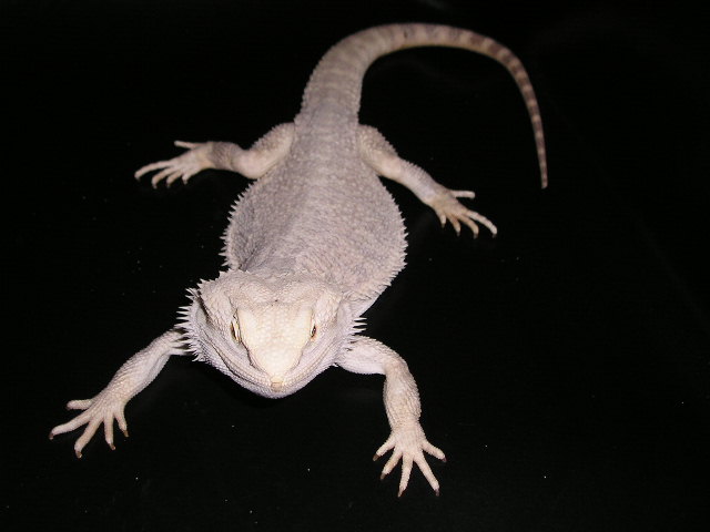Het Leucistic
