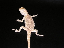 Juvenile Snow