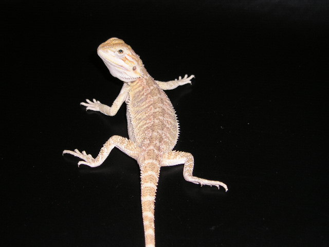 Juvenile Snow