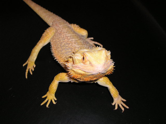 Yellow Male Dragon