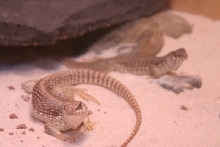 desert iguanas