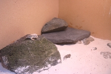 Desert Iguanas