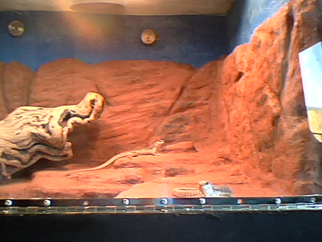 Desert Iguana Rockwall