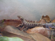 alligator lizard