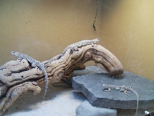 desert iguanas