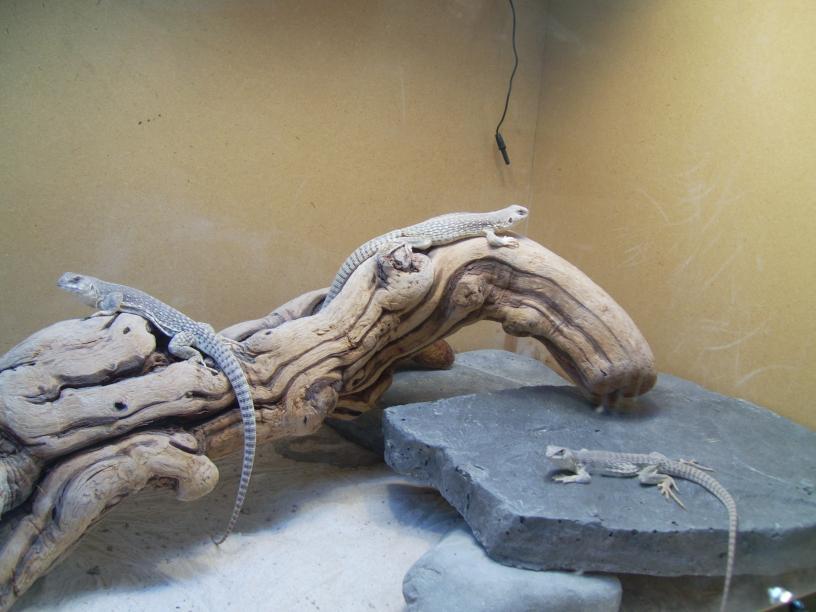 desert iguanas