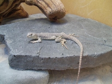 desert iguana