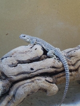 desert iguana