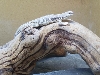 desert iguana - don juan