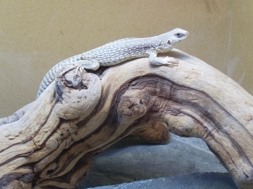 desert iguana - don juan