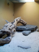 desert iguanas
