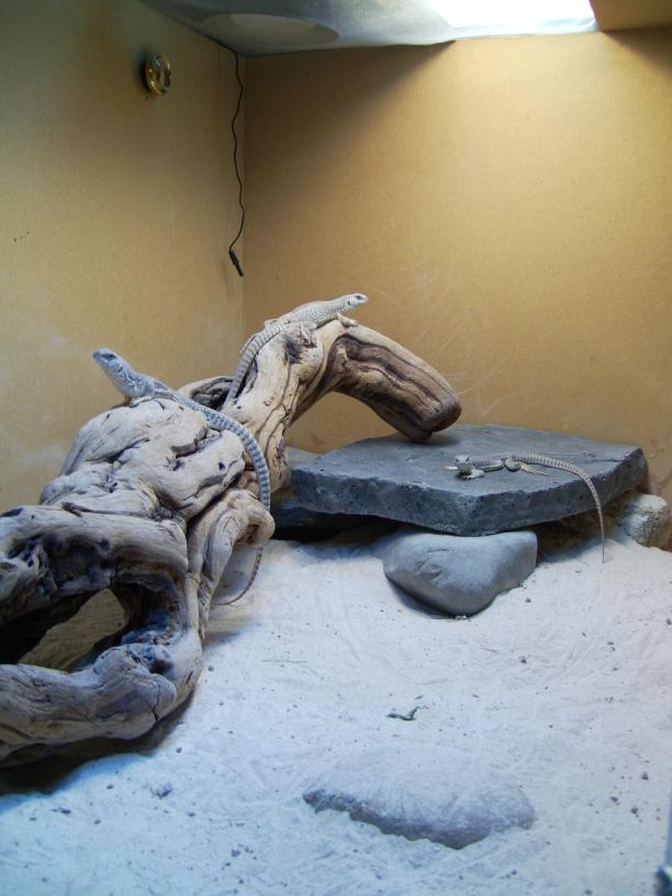 desert iguanas