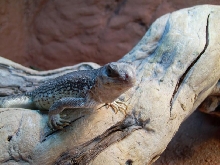 desert iguanas rock wall