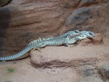 desert iguanas rock wall